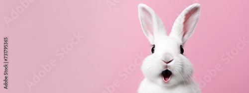 Surprised white rabbit bunny isolated on bright pink background, easter celebration concept