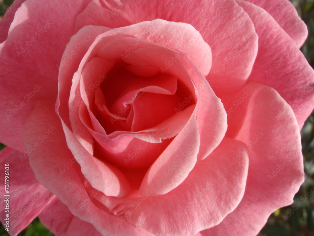 Rosa Rosa