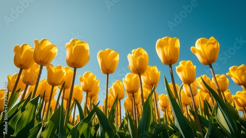 Vibrant yellow tulip field under clear blue sky.