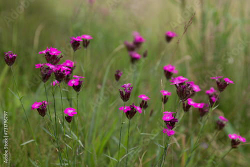 Dianthus carthusianorum, commonly known as Carthusian pink, is a species of the Caryophyllacea family - a wild flower of Europe.