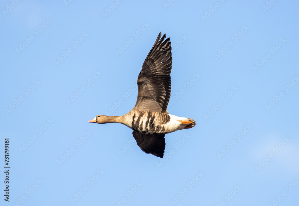 White-fronted goose (Anser albifrons ad m), migrating geese in the sky. European migration stop-overs, Birds fly full-face, rocketing - obrazy, fototapety, plakaty 