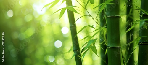 A detailed view of a dense bamboo forest with sunlight filtering through the leaves, showcasing the beauty of these terrestrial plants.
