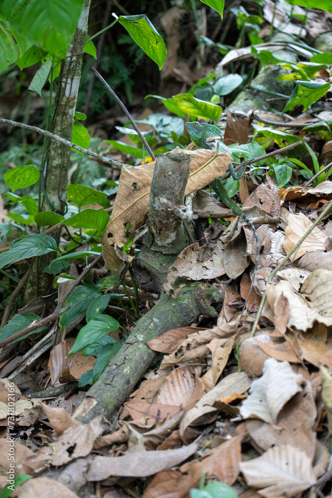 Naklejka premium lizard in the forest