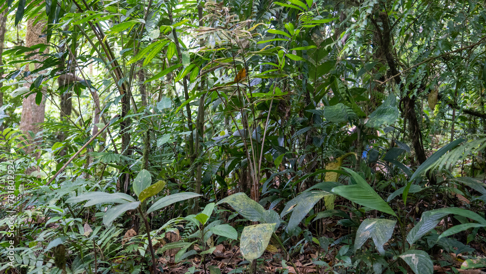 Obraz premium leaves in the forest