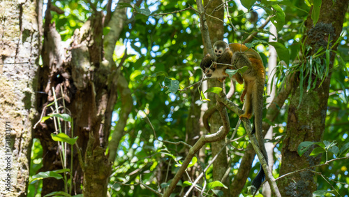 squirrel monkey on tree