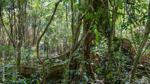 tropical rainforest underbrush