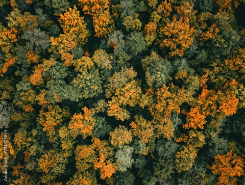Drone shot of a lush orange forest canopy from above
