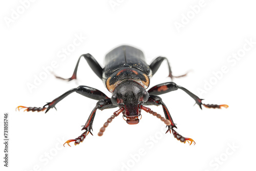 Rove Beetle on Transparent Background, PNG,