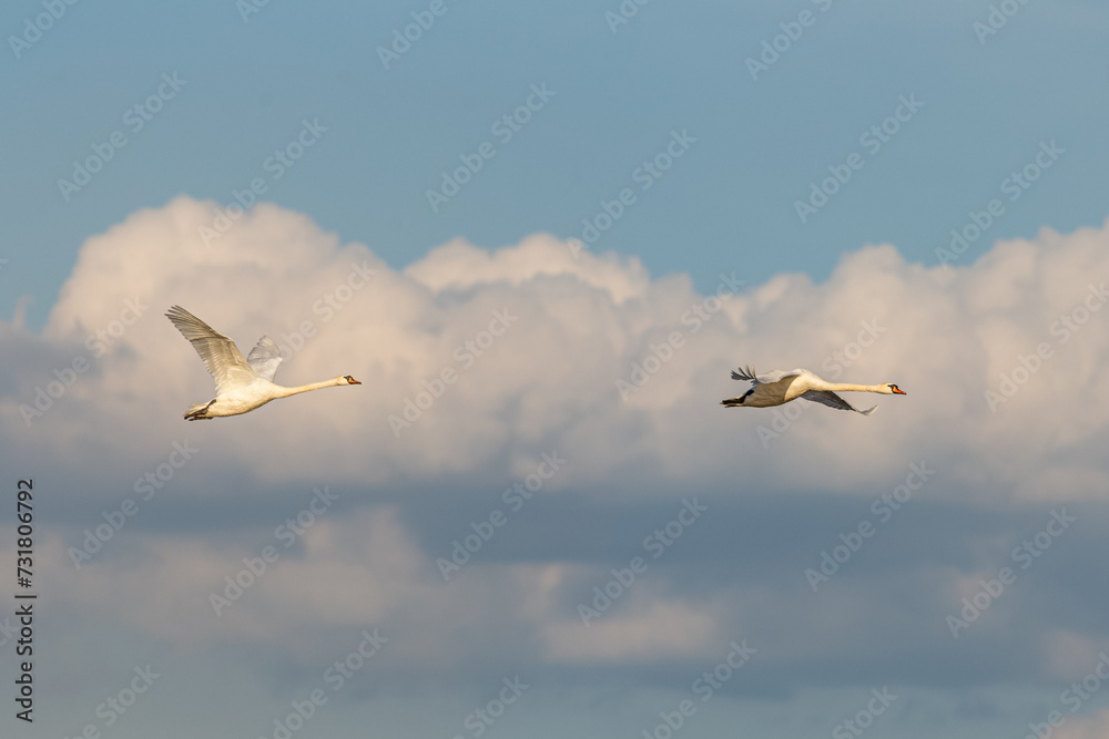 Obraz premium Lot pięknych białych łabędzi