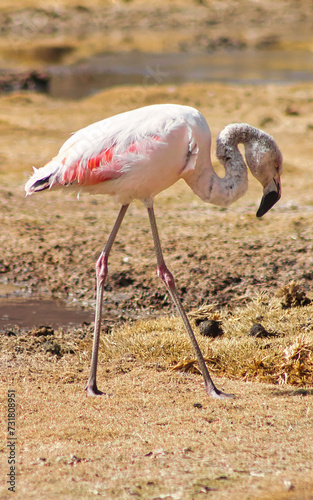 Flamingo searching for wild food in the Atacama Desert, Chile.