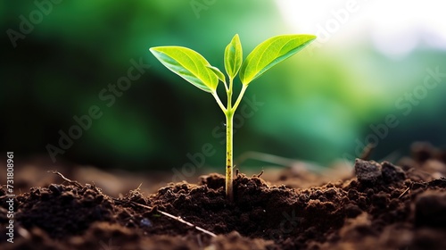 green grass on the ground Plant seedlings or small trees that grow on fertile soil and soft sun light Green seedling illustrating concept of new life in early stage