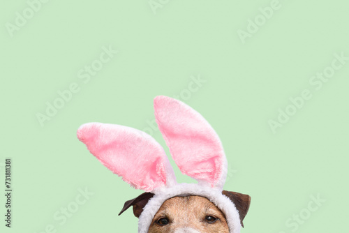 Easter background with dog wearing bunny ears costume