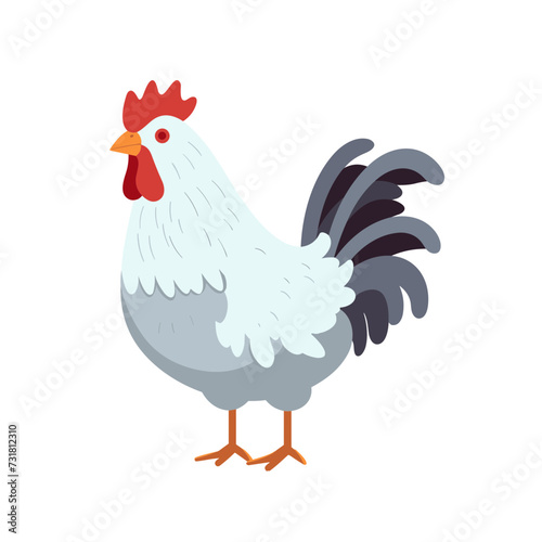 rooster chicken hen vector illustration isolated transparent background, cut out or cutout t-shirt design