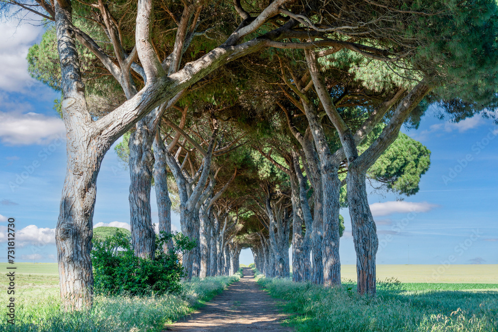 Allée de pins parasols