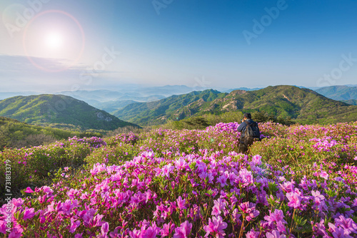 Morning and spring view of pink azalea flowers at Hwangmaesan Mountain with the background of sunlight and foggy mountain range near Hapcheon-gun  South Korea.