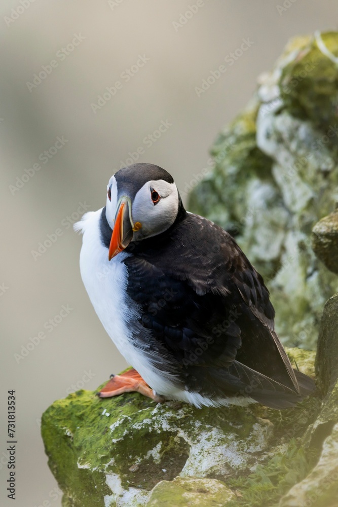 Obraz premium Close-up shot of a seabird(puffins migrate) perched atop a rock