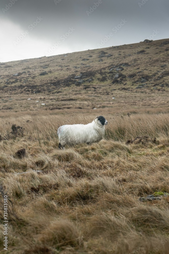 Fototapeta premium White sheep stands alone in a lush green meadow atop a grassy hill in Ireland