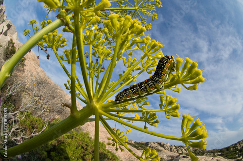 Bruco, caterpillar Papilio hospiton photo