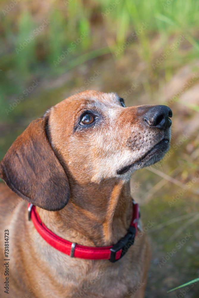 brown old dachshund walking in the nature in fall autumn season