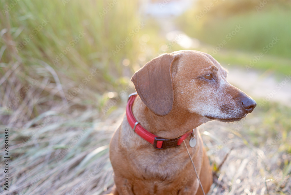 brown old dachshund walking in the nature in fall autumn season