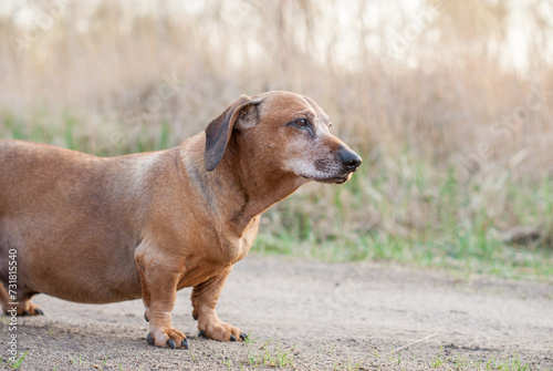 brown old dachshund walking in the nature in fall autumn season © SandraSevJarocka