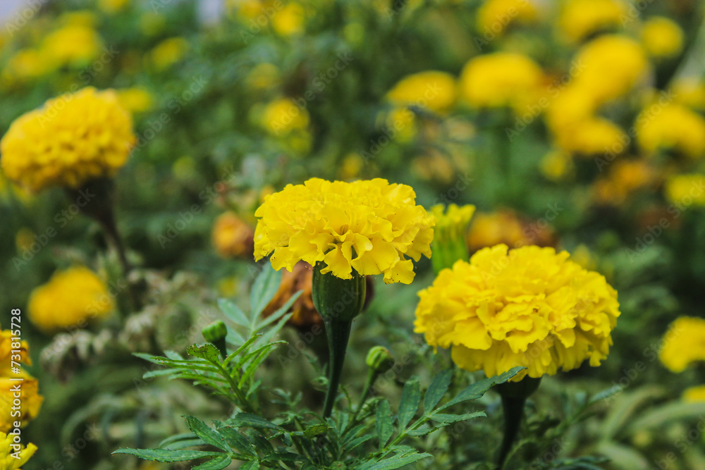 A beautiful marigold flower blossom on the garden, flower yellow marigold for decorate garden.
A beautiful marigold flower blossom on the garden, flower yellow marigold for decorate garden.