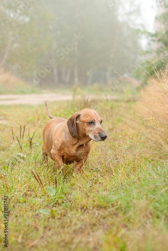 brown old dachshund walking in the nature in fall autumn season © SandraSevJarocka