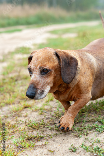 brown old dachshund walking in the nature in fall autumn season