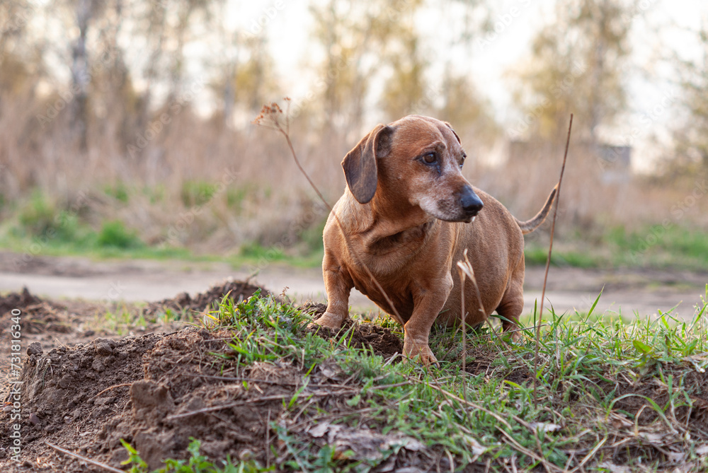 brown old dachshund walking in the nature in fall autumn season