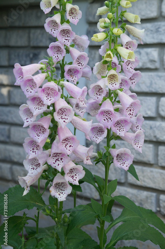 Foxglove plant