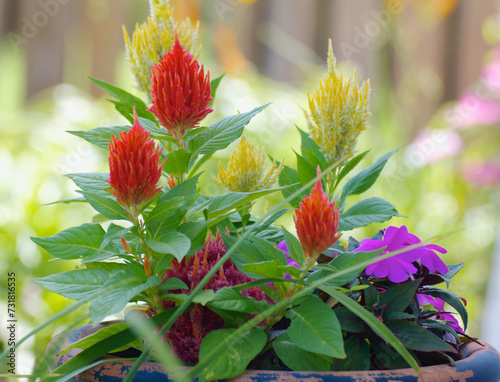 red and yellow flowers