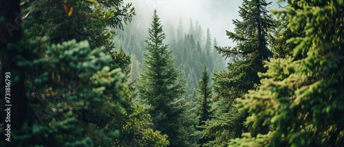 Lush green conifers in a dense, misty forest landscape