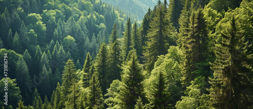 Lush green conifers in a dense, misty forest landscape