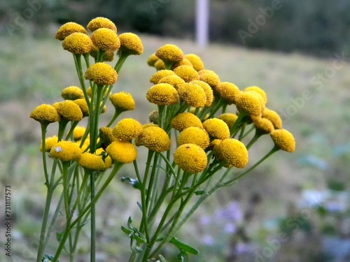 Common tansy, Tanacetum vulgare, close-up, yellow wildflowers, medicinal plants, antiparasitic program, useful plants photo