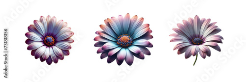 Set of beautiful African daisy Flower, isolated over on transparent white background