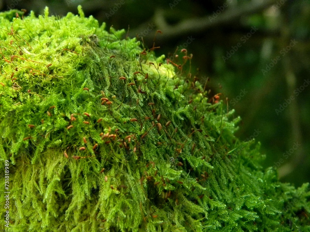 Green beautiful moss in the rays of the sun, in the forest. Green background. Green beautiful moss in the rays of the sun, in the forest. Green background.