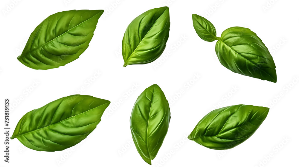 set of fresh  basil leaves  isolated on white background png