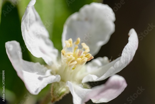 Closeup of a white flower against a backdrop of lush green foliage