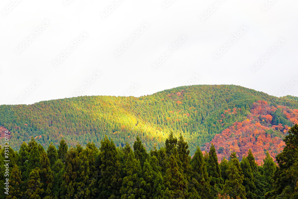 The mountain landscape with green and red autumn trees illuminated by beautiful natural light.