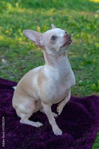 Chihuahua playing in the park © Wirestock
