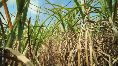 Sugarcane field in sunny day dolly shot photo
