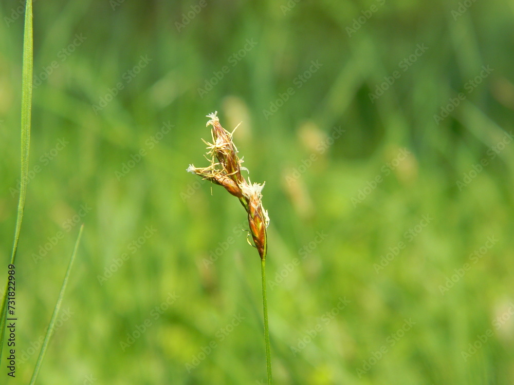 Grass spikelet close-up, on a green background. Green background, nature Grass spikelet close-up, on a green background. Green background, nature