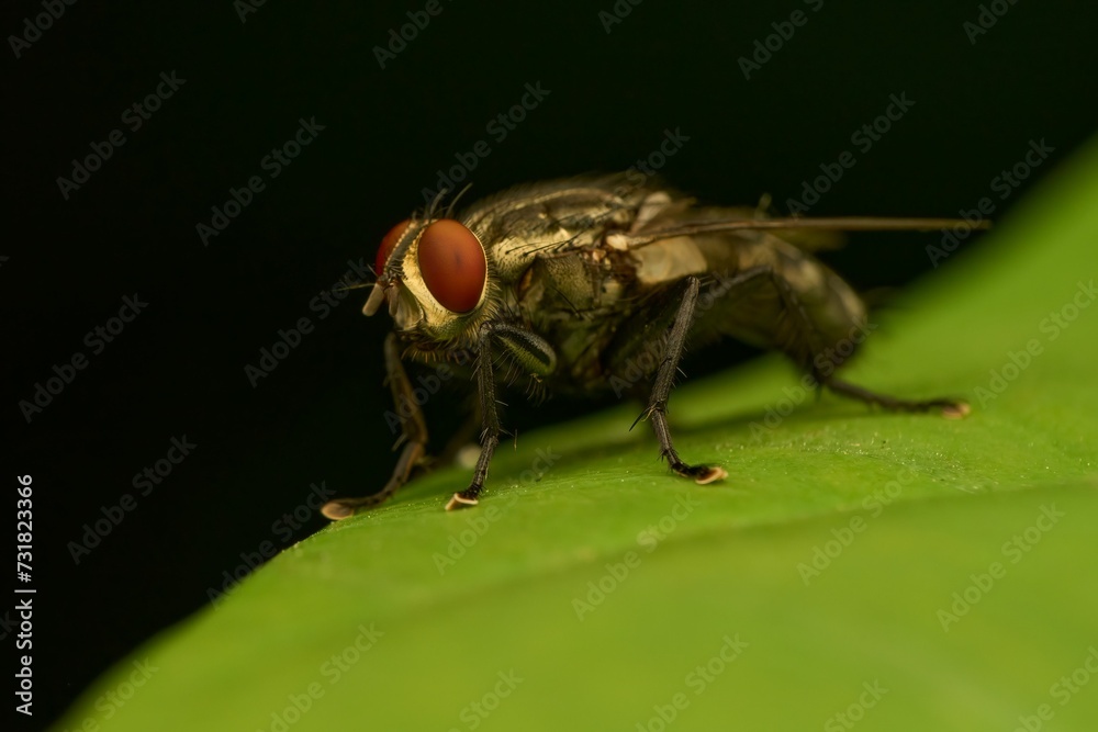 Solitary fly perched upon a lush green leaf against a stark black backdrop Solitary fly perched upon a lush green leaf against a stark black backdrop