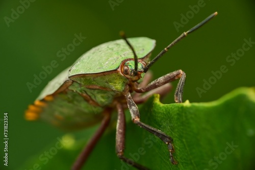 Closeup of green shield bug (Palomena prasina) perched atop a leaf in an outdoor tree setting © Wirestock