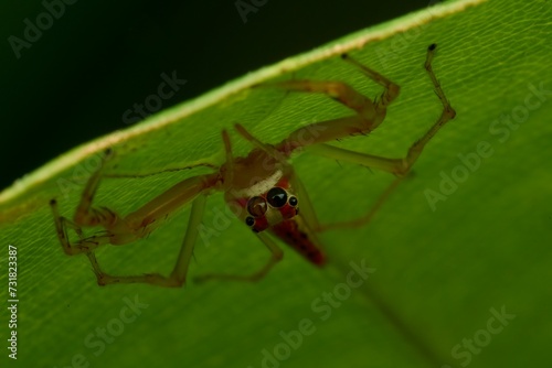 Macro shot of a jumping spider perched atop a leaf, looking intently with its beady eyes © Wirestock