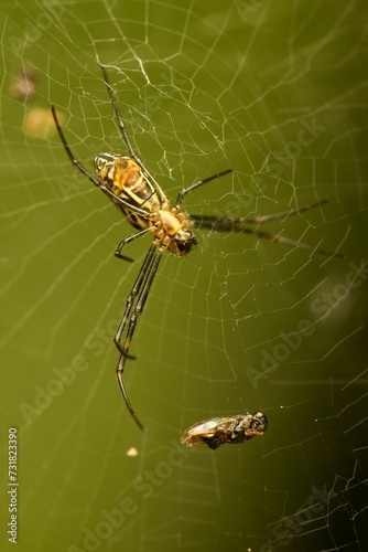Close-up of a spider web with a spider perched in the center and an insect caught in the web nearby