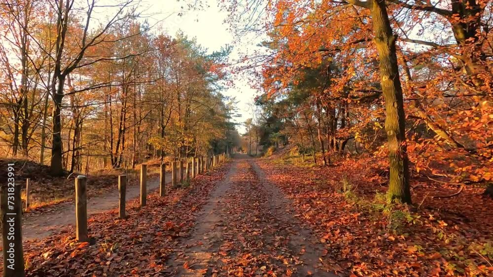Embark on an autumnal rush with this time warp footage, speeding through a forested path lined with the warm hues of fall. The fast-moving perspective gives a thrilling sense of motion, as the viewer Embark on an autumnal rush with this time warp footage, speeding through a forested path lined with the warm hues of fall. The fast-moving perspective gives a thrilling sense of motion, as the viewer