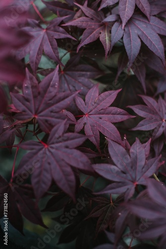 a closeup of red Maple palmate leaves