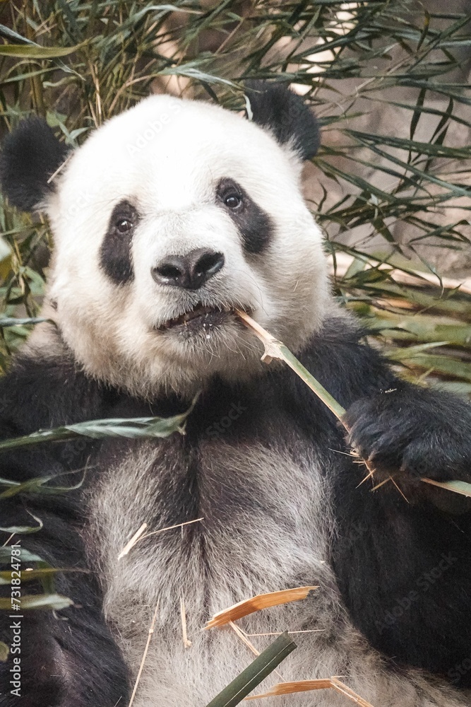 Obraz premium Vertical shot of a cute fluffy panda chewing on bamboo in a zoo