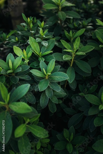 Close-up shot of lush green azalea foliage, featuring a variety of leaves